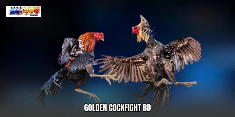 Golden Cockfight BD