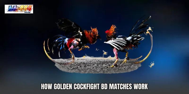 How Golden Cockfight BD Matches Work