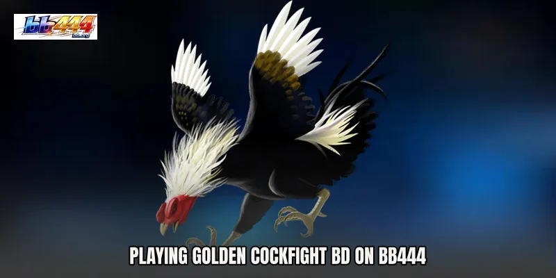 Playing Golden Cockfight BD on BB444